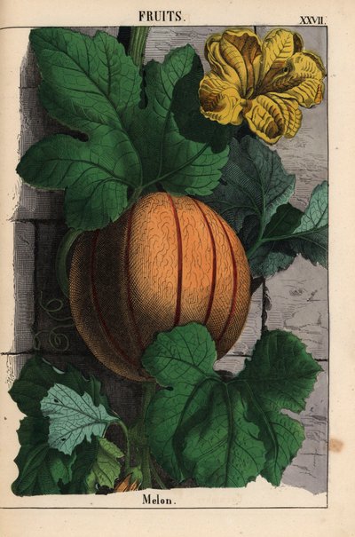 Melón, con fruta naranja madura, flor amarilla y hojas grandes de color verde oscuro Cucumis melo   , de "The Instructive Picturebook, or Lessons from the Vegetable World", [Charlotte Mary Yonge], Edimburgo de English School