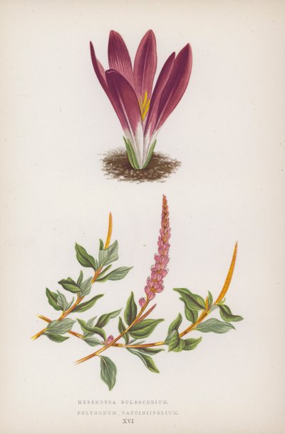 Merendera Bulbocodium; Polygonum Vaccinifolium (litografía en color) de English School