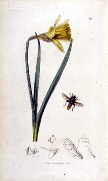 Merodon clavipes (mosca flotante) y narciso, pub. por John Curtis en 