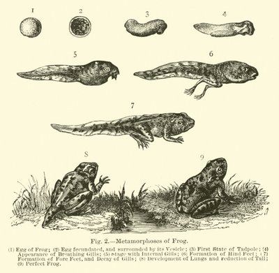 Metamorfosis de la rana de English School