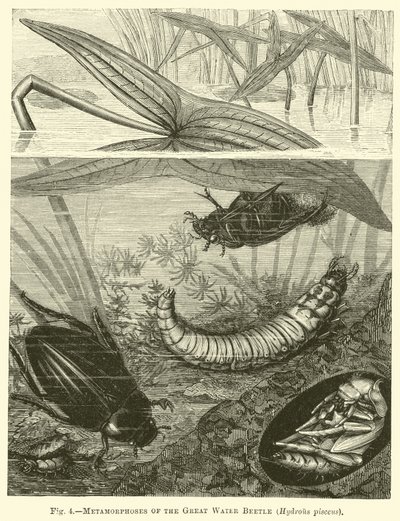 Metamorfosis del gran escarabajo acuático, Hydrous pisceus de English School
