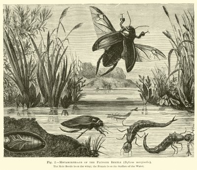 Metamorfosis del escarabajo buceador, Dyticus marginalis de English School