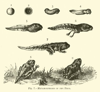 Metamorfosis de la rana de English School