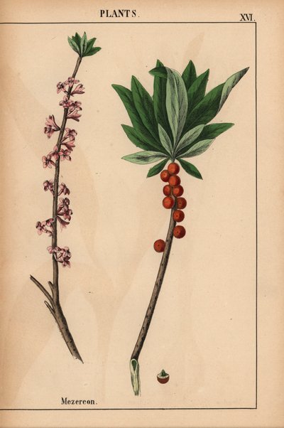 Mezereon con bayas rojas y flores rosas.  , de "The Instructive Picturebook, or Lessons from the Vegetable World", [Charlotte Mary Yonge], Edimburgo de English School