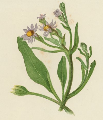 Margarita de San Miguel, Aster Tripolium de English School