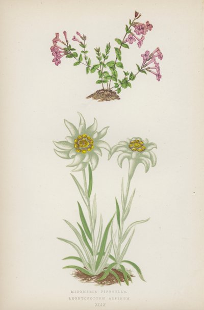 Micomeria Piperella; Leontopodium Alpinum (litografía en color) de English School