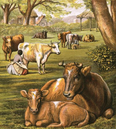 Ordeñando vacas de English School