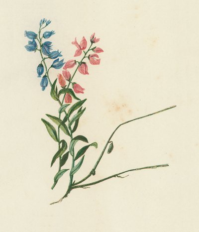Milkwort, Polygala Vulgaris (litografía en color) de English School