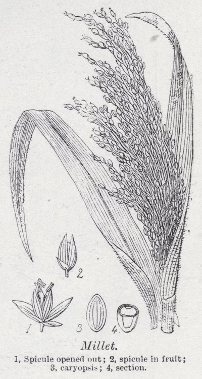 Millet de English School