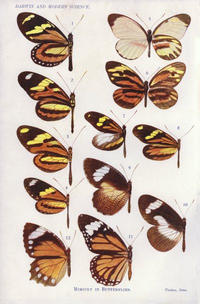 Mimetismo en mariposas de English School