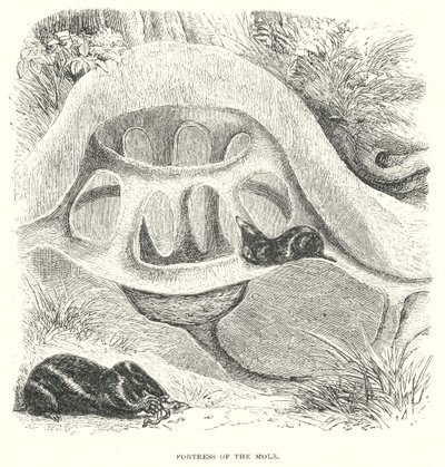 Mole Hill (grabado) de English School