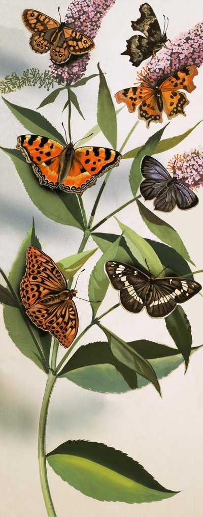 Montaje de mariposas de English School
