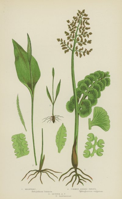 Moonwort, lengua de víbora común, lengua de víbora menor (litografía en color) de English School