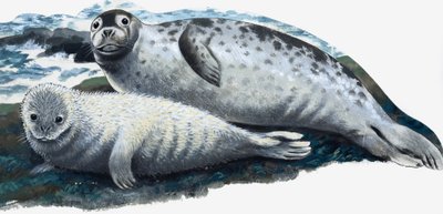 Madre y bebé foca de English School