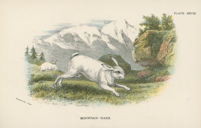 Liebre de montaña de English School