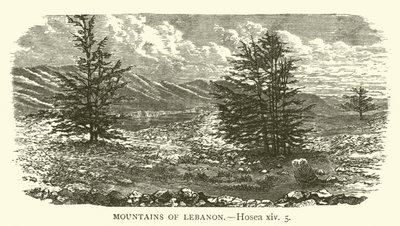 Montañas del Líbano, Oseas, xiv, 5 de English School