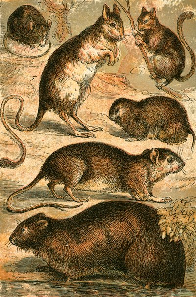 Ratón, Jerbo, Rata, Rata almizclera, Lirón y Ratón de campo de English School