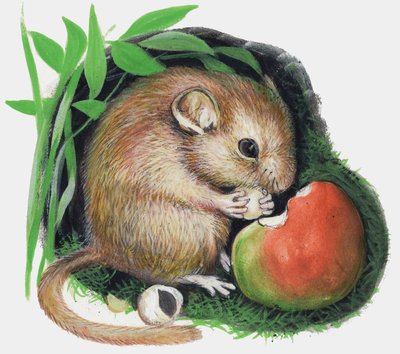 Ratón masticando una manzana de English School
