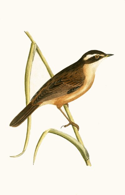 Carricerín Real, ilustración de 