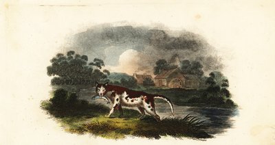 El gato del Sr. Stanley atrapando una trucha en el estanque del molino de Weaford, cerca de Lichfield. de English School