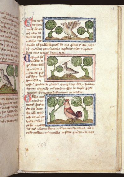 Tres pájaros en el suelo, de un Bestiario, principios del siglo XIV de English School