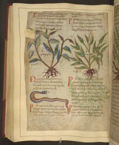 Ms. Cotton Vitellius C.III fol.56v Ilustraciones de Petersilie, Cawel y una serpiente, de un herbario inglés antiguo originalmente de Apuleyo (123-80 d. C.), principios del siglo XI (vitela) de English School