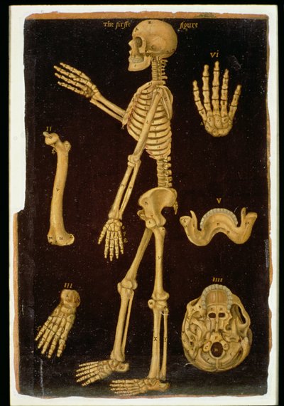 Dissección, de Anatomical Tables, de John Banister (1540-1610) de English School
