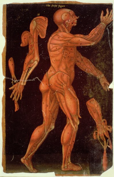 Dissección, de Anatomical Tables, de John Banister (1540-1610) de English School