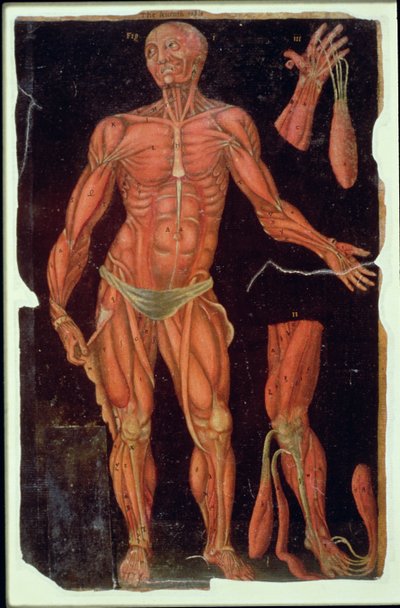Dissección, de Anatomical Tables, de John Banister (1540-1610) de English School