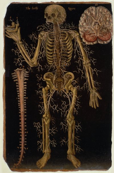 Ms Hunter 364 Tabla VI Disección, de Tablas Anatómicas, por John Banister (1540-1610) de English School