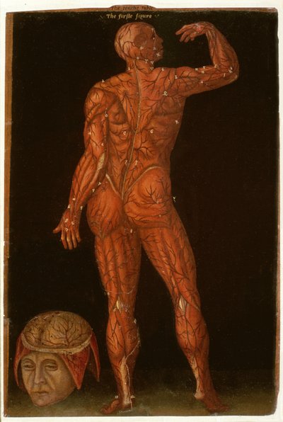 Ms Hunter 364 Tabla X Disección, de Tablas Anatómicas, por John Banister (1540-1610) de English School