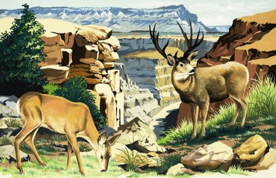 Venado bura en el Parque Nacional del Gran Cañón de English School