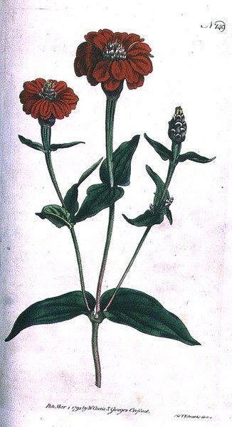 Zinnia multiflora, lámina 149 del 