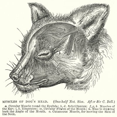 Músculos de la cabeza de perro (grabado) de English School