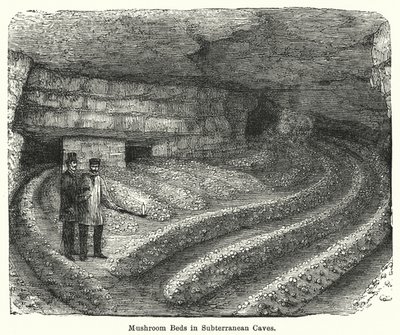 Camas de hongos en cuevas subterráneas (grabado) de English School