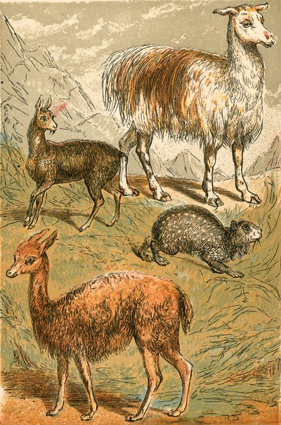 Ciervo almizclero, llama, vicuña y paca tiznada de English School