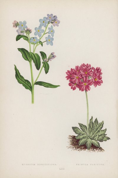 Myosotis Dissitiflora; Primula Farinosa (litografía en color) de English School