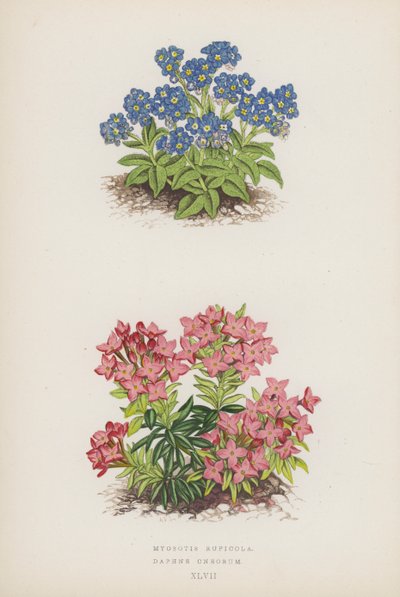 Myosotis Rupicola; Daphne Cneorum (colour litho) de English School