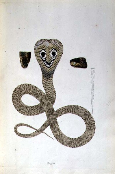 Serpiente Nagoo de 