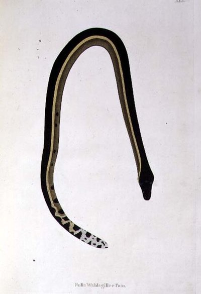 Serpiente Nalla Wahlagillee Pam de 