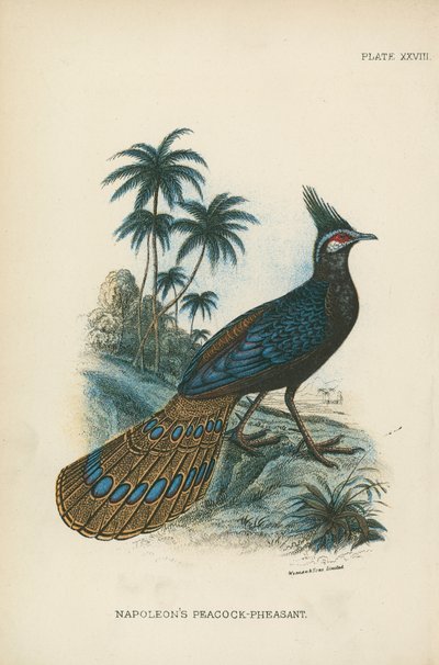 El faisán-pavo real de Napoleón de English School