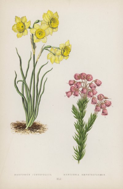 Narcissus Juncifolius; Menziesia Empetriformis (litografía en color) de English School