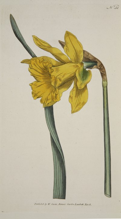 Narcissus Major (Gran Narciso), de The Botanical Magazine or Flower Garden Displayed, pub. 1793 (grabado coloreado a mano) de English School
