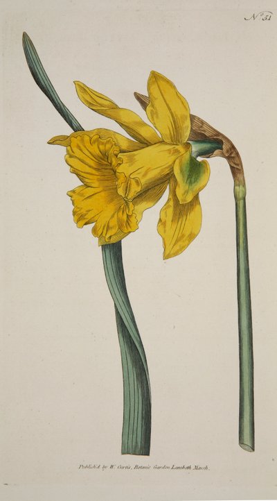 Narciso Mayor Gran Narciso, pub. 1793 de English School