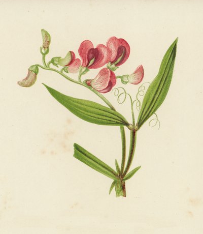Guisante de hoja estrecha, Lathyrus Sylvestris (litografía en color) de English School