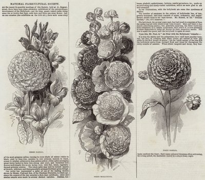 Sociedad Nacional de Floricultura de English School