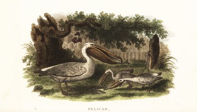 Método de pesca de los nativos americanos con pelícanos de English School