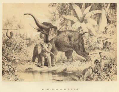 Nativos lanzando lanzas a un elefante de English School