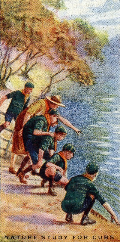 Estudio de la Naturaleza para Lobatos, 1929 de English School