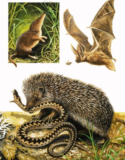 El reino de la naturaleza: Bajo la cobertura de la oscuridad de English School